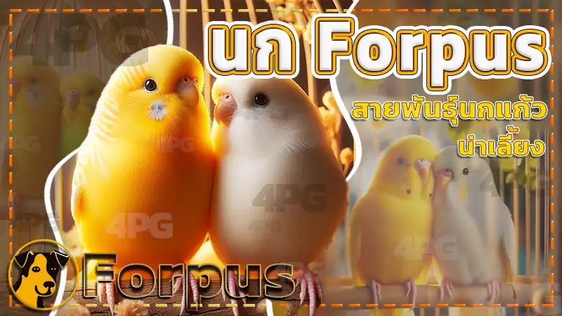 นก Forpus