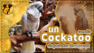 นก cockatoo