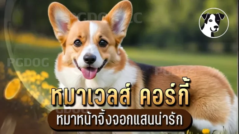 หมาเวลส์ คอร์กี้