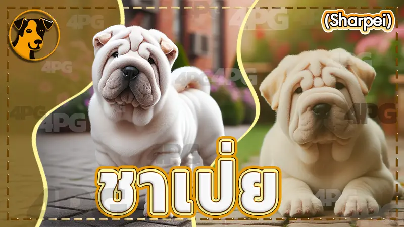 ชาเป่ย