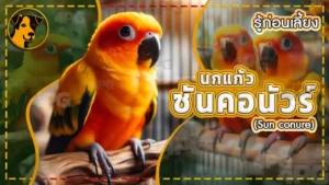 นกแก้ว ซันคอนัวร์