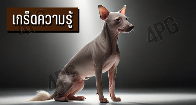 หมาเปรูเวียน แฮร์เลสส