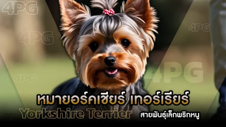 หมายอร์คเชียร์ เทอร์เรียร์