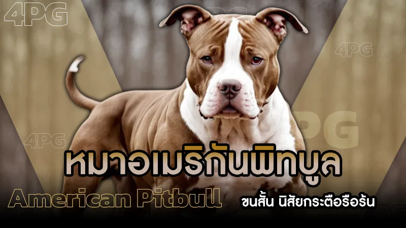 หมาอเมริกันพิทบูล