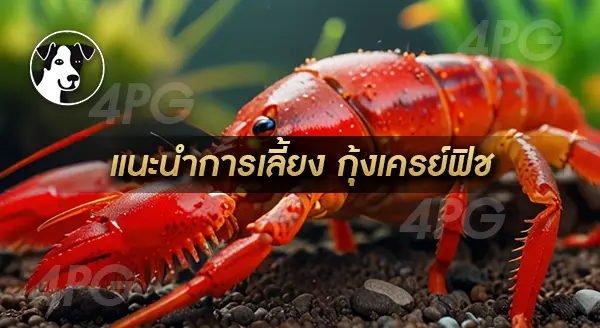 กุ้งเครย์ฟิช