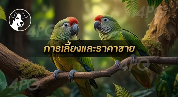 นกแก้วกรีนชีคคอนัวร์