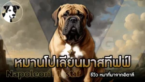 หมานโปเลียนมาสทีฟฟ์