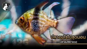 ปลาอมไข่ในชุดนอน