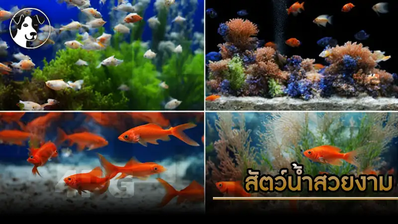 สัตว์น้ำสวยงาม