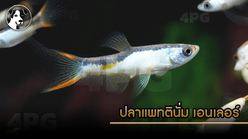 ปลาแพทตินั่ม เอนเลอร์