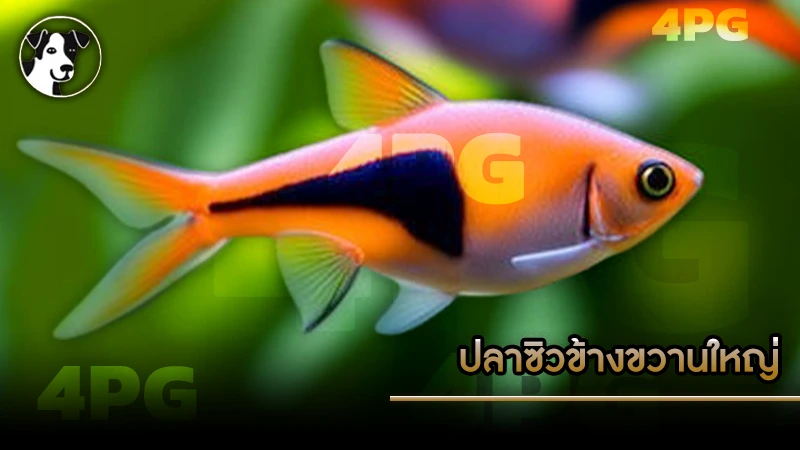 ปลาซิวข้างขวานใหญ่